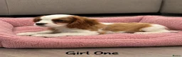 Cavalier King Charles Spaniel dogs for sale: *** KC REG DNA CLEAR CAVALIER KING CHARLES**  - Advert 5