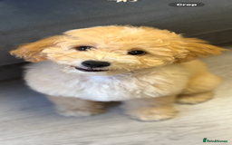 Cavapoochon dogs for sale: *REDUCED* last baby girlLeft  fully vaccinated  in Liverpool - Image 3