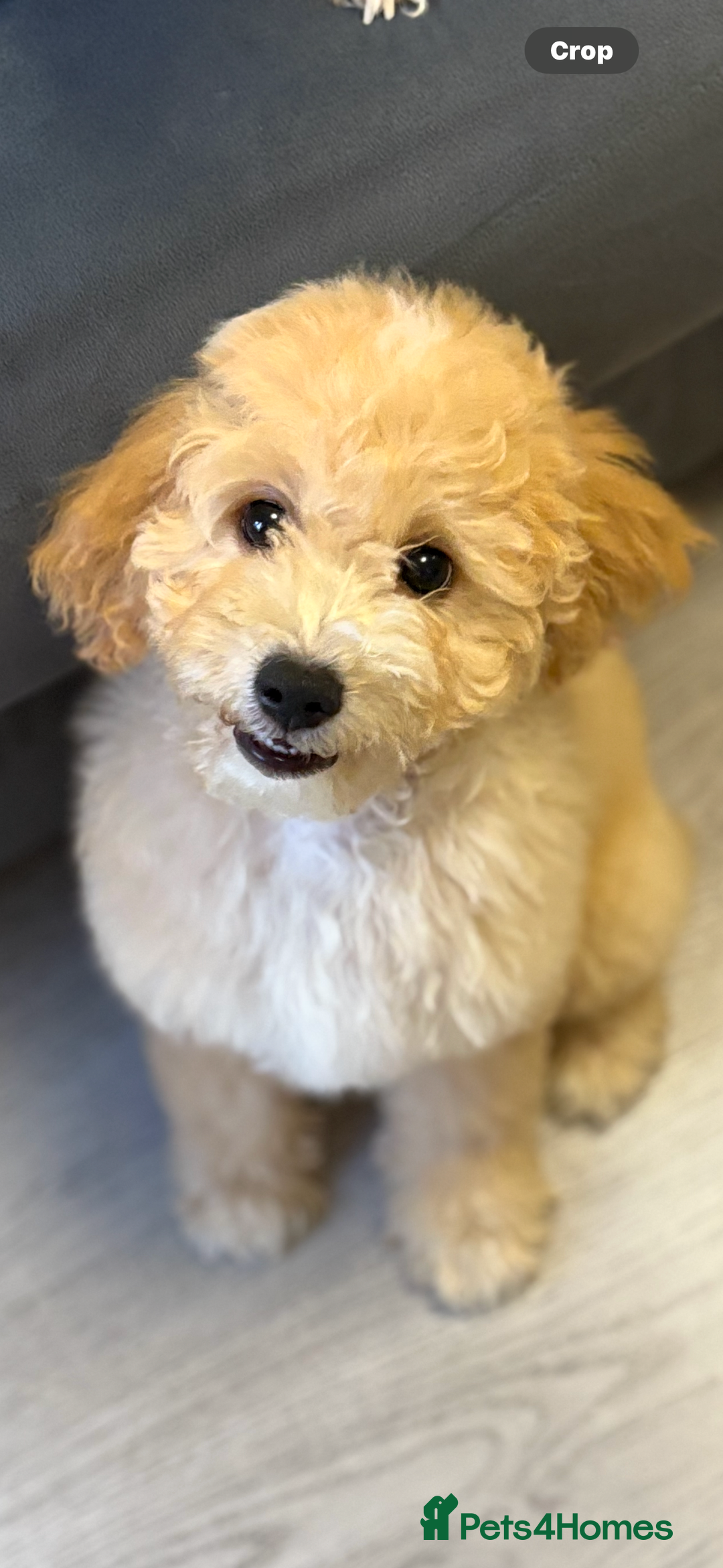 Cavapoochon dogs for sale: *REDUCED* last baby girlLeft  fully vaccinated  in Liverpool - Image 3