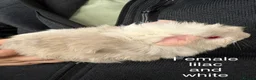 Guinea Pig rodents for sale: Baby guinea pigs, male and female available  - Advert 4