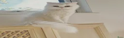 British Longhair cats for sale: Pedigree/Executive/Top quality white kitty left - Advert 8