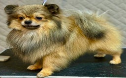 Pomeranian dogs for adoption: Prince: The Little Dog Who Survived  - Image 5