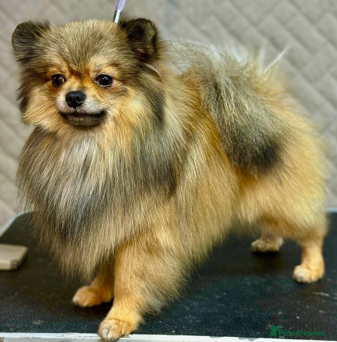 Pomeranian dogs for adoption: Prince: The Little Dog Who Survived  - Image 5