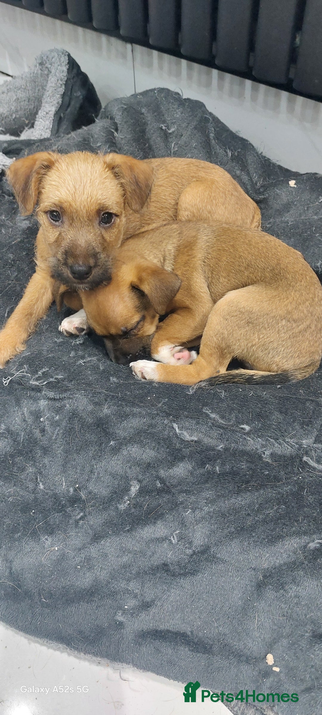 Mixed Breed dogs for sale: Mixed breed pups - Advert 2