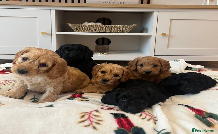 Cockapoo dogs - Advert 5