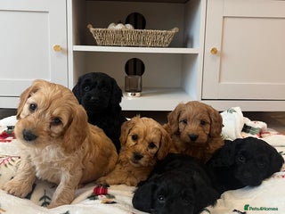 Cockapoo dogs - Advert 3