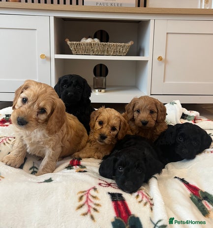 Cockapoo dogs - Advert 5