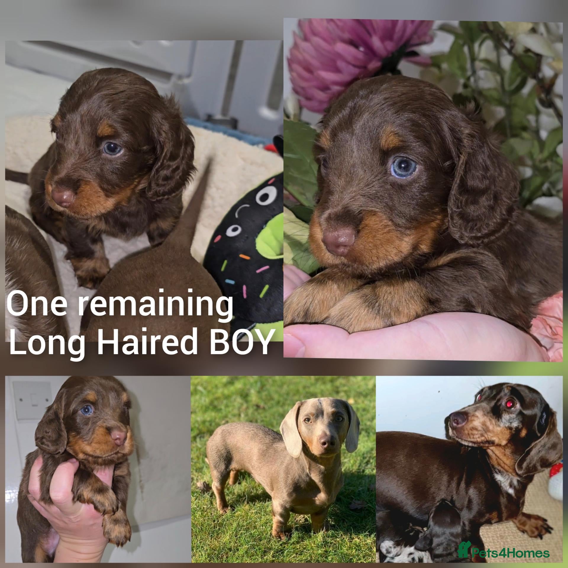 Miniature Dachshund dogs One Remaining,LONG-HAIRED Chocolate/Tan BOY - Advert 13