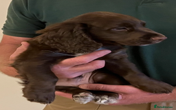 Cocker Spaniel dogs for sale: Outstanding Cocker Spaniel  - Image 8