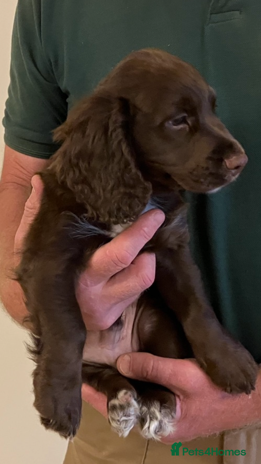 Cocker Spaniel dogs for sale: Outstanding Cocker Spaniel  - Image 8