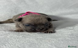 French Bulldog dogs for sale: Four beautiful healthy female French Bulldogs - Image 13