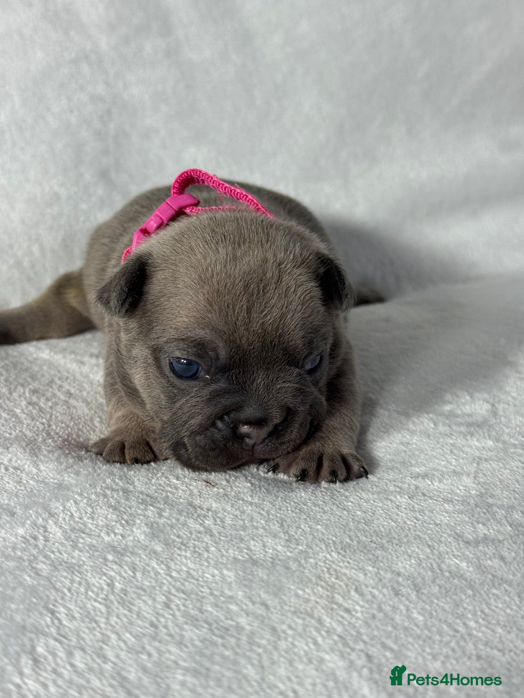 French Bulldog dogs for sale: Four beautiful healthy female French Bulldogs - Image 13