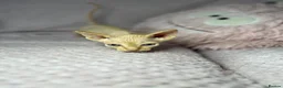 Sphynx cats for sale: Canadian bambino Sphynx kittens  - Advert 36