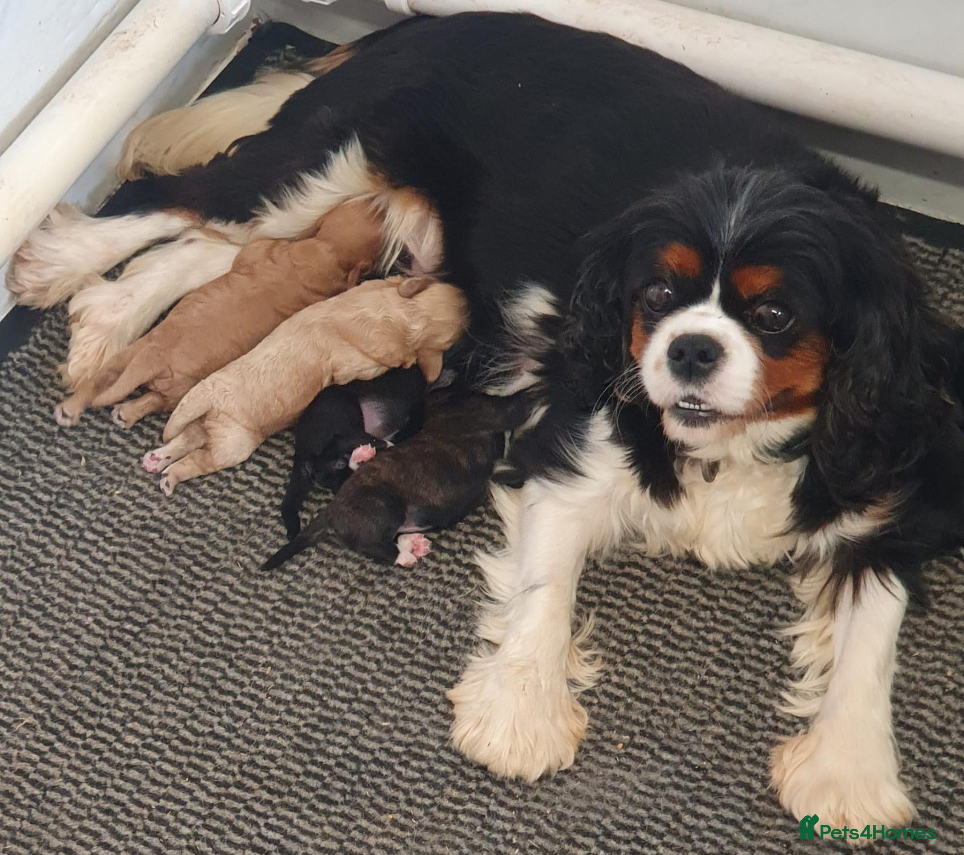 Cavapoo dogs Gorgeous F1 Cavapoo Puppies  - Advert 1