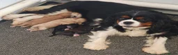 Cavapoo dogs for sale: Gorgeous F1 Cavapoo Puppies  - Advert 1