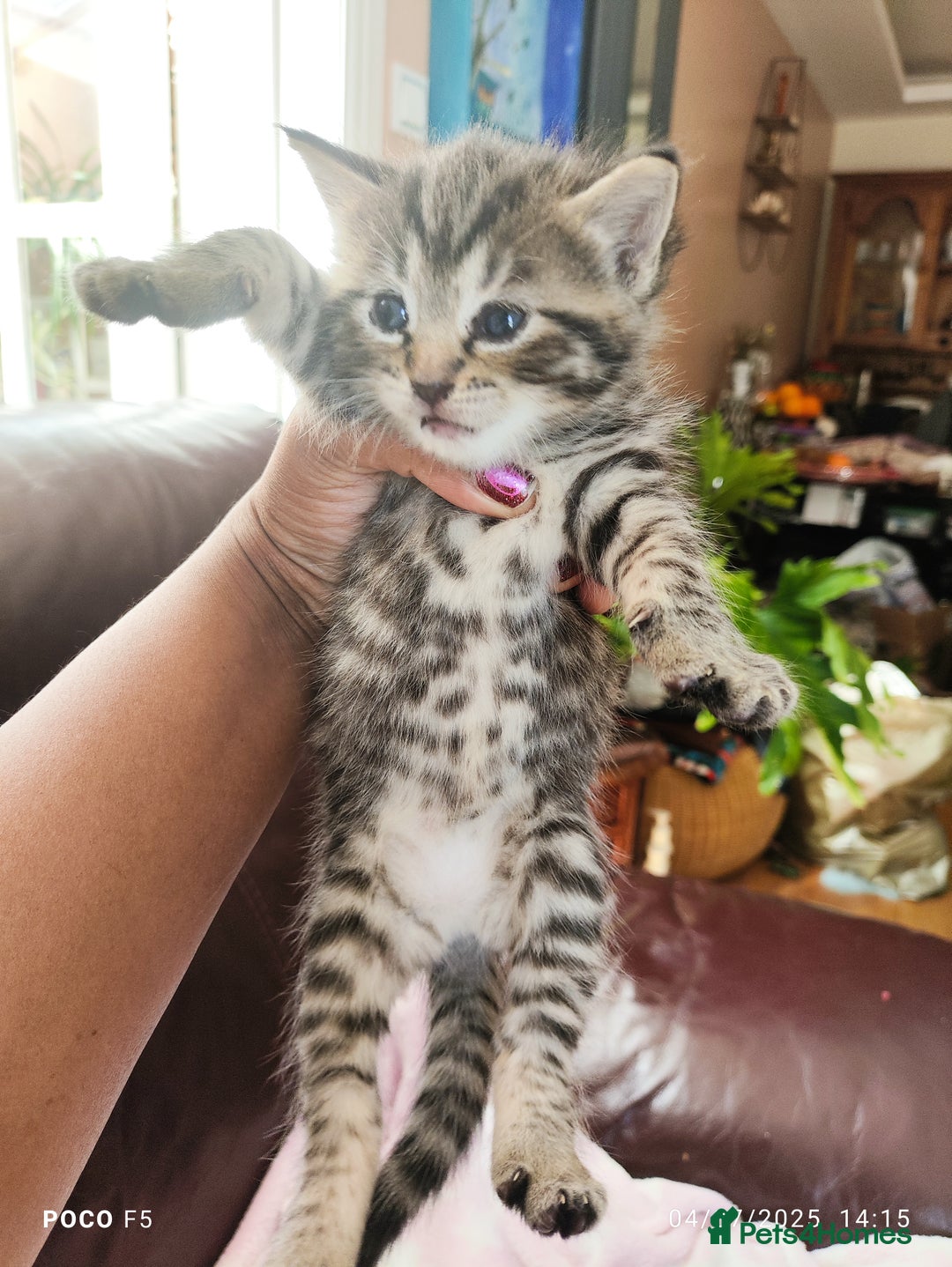 Mixed Breed cats for sale: Ragdoll Bengal mix kittens available for sale - Image 10