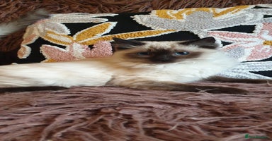 Ragdoll cats Beautiful GCCF Registered Ragdoll Kittens. - Advert 10