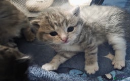 British Shorthair cats for sale: British shorthair x kittens - Image 9