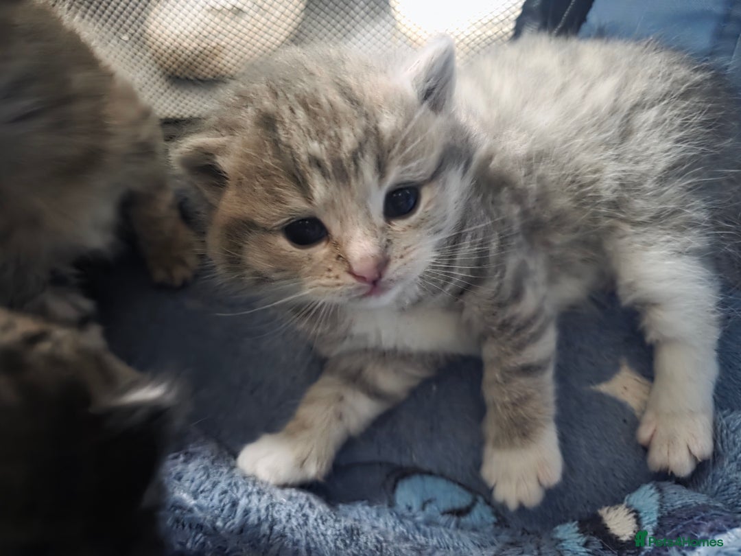 British Shorthair cats for sale: British shorthair x kittens - Image 9