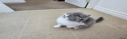 Persian cats for sale: Stuning Persian Girls - Advert 29