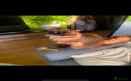 Ragdoll cats for stud: Ragdoll for stud  - Image 3