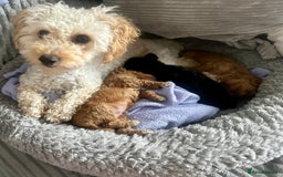 Maltipoo dogs for sale: ✨ Adorable Tiny Maltipoo Puppies For Sale! ✨  - Image 11