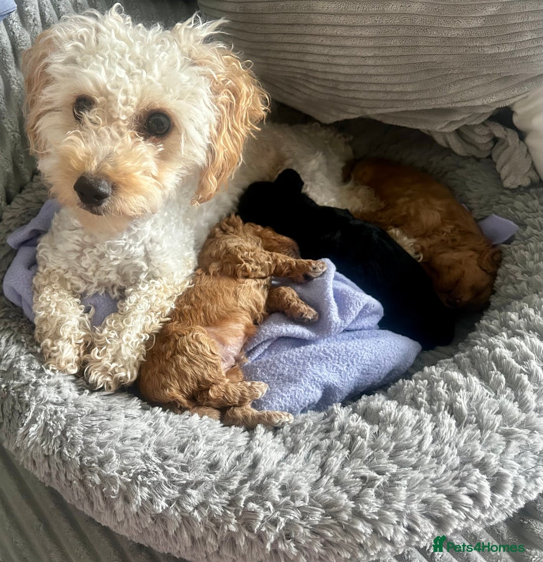 Maltipoo dogs for sale: ✨ Adorable Tiny Maltipoo Puppies For Sale! ✨  - Image 11