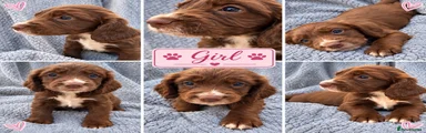 Sprocker 1