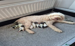 Lagotto Romagnolo dogs for sale: Lagotto Romagnolo  - Image 1