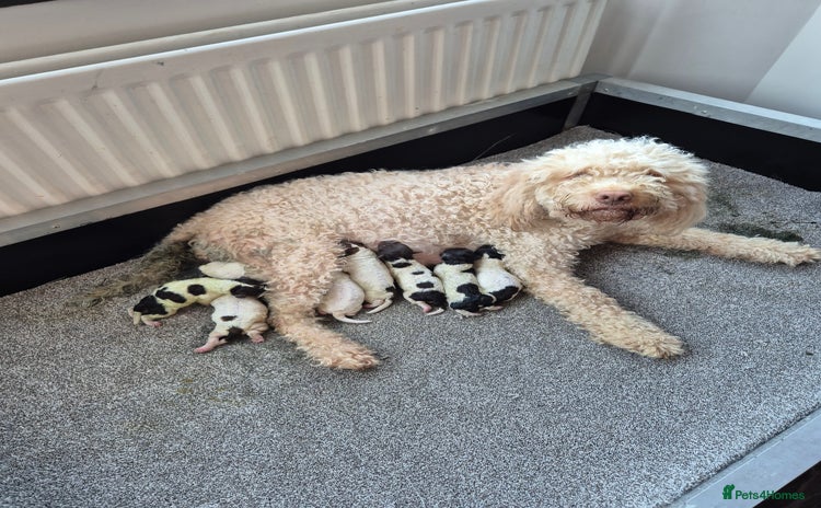 Lagotto Romagnolo dogs - Advert 4