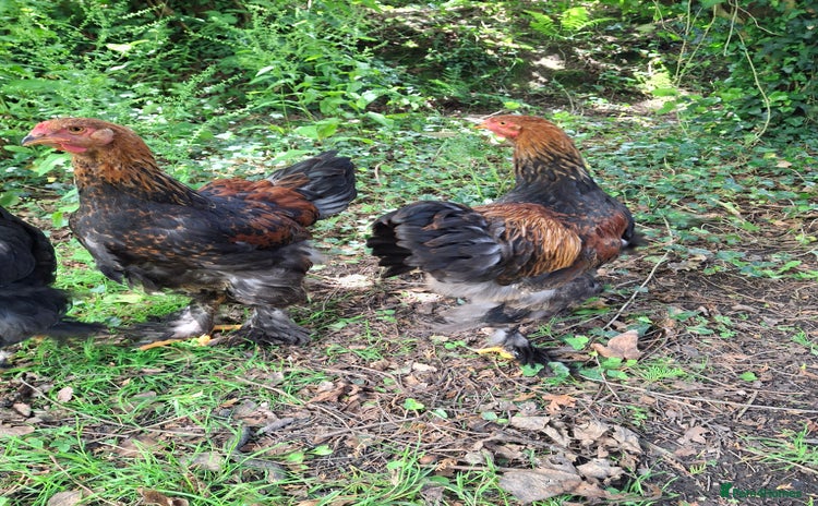 Chickens poultry - Advert 4