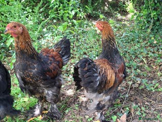 Chickens poultry Gold Partridge Brahma young cockerels - Advert 3