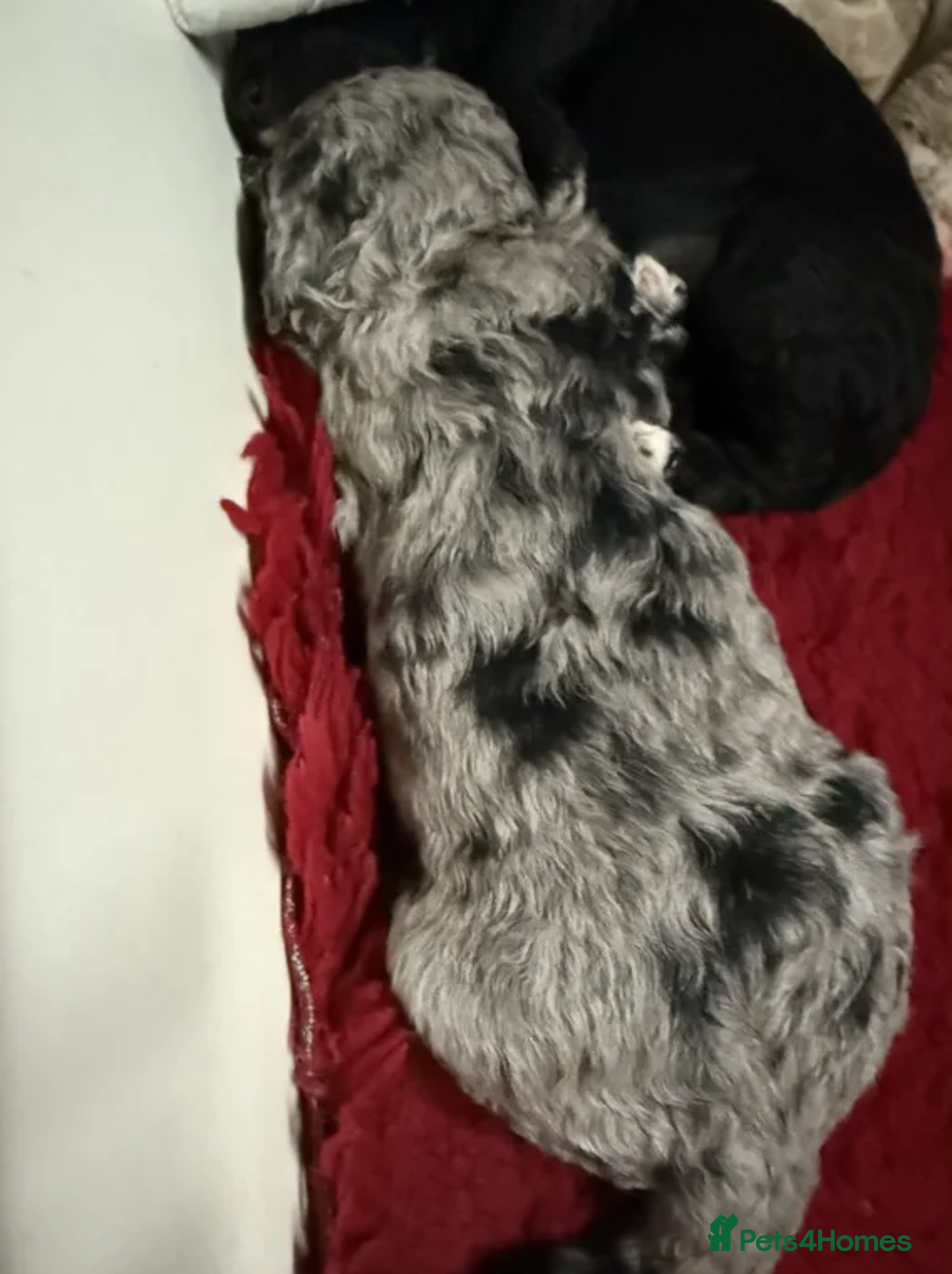 Australian Labradoodle dogs for sale: Fluffy Australian Labradoodle Pups-Ready for You - Advert 4