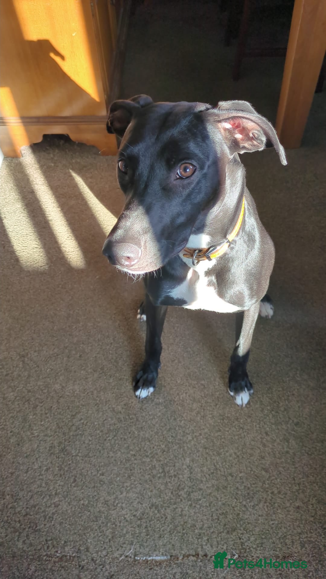 Lurcher dogs for sale: Lurcher - Advert 4