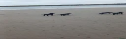 Labrador Retriever dogs for sale: Labrador puppies  in Kilmarnock - Advert 20