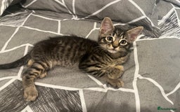 Mixed Breed cats for sale: Mixed breed adorable kittens in Waltham Cross - Image 17