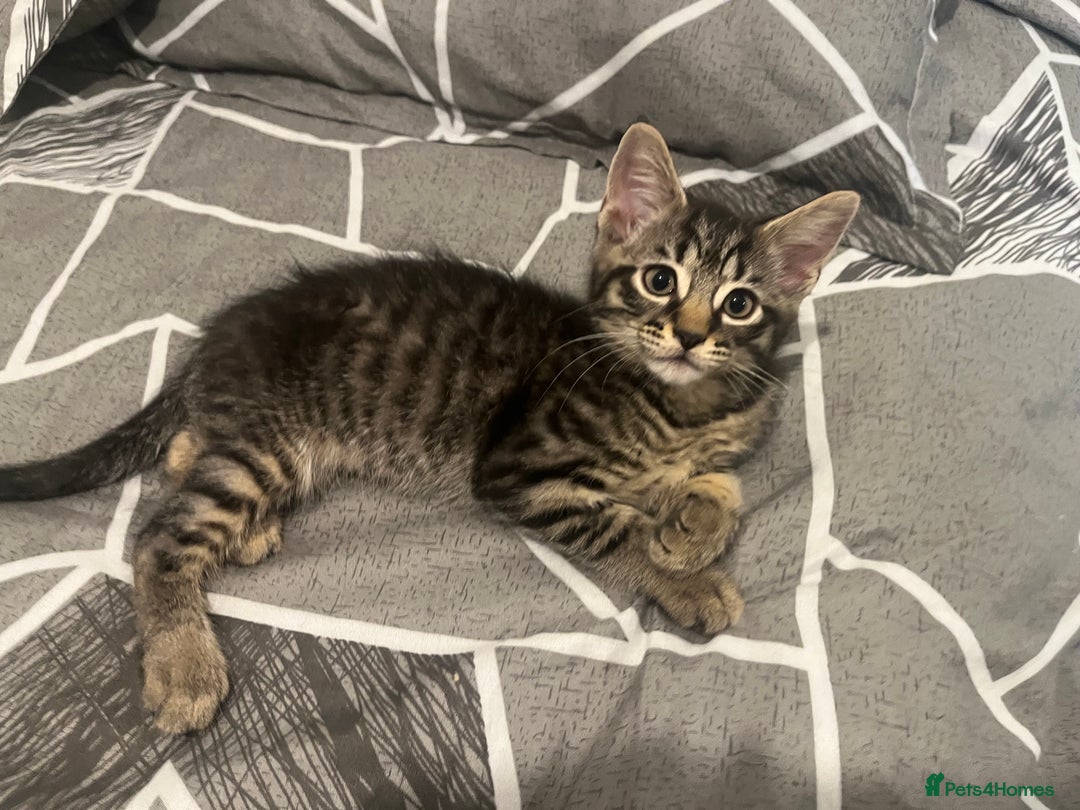 Mixed Breed cats for sale: Mixed breed adorable kittens in Waltham Cross - Image 17