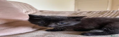 Black Kitten 2