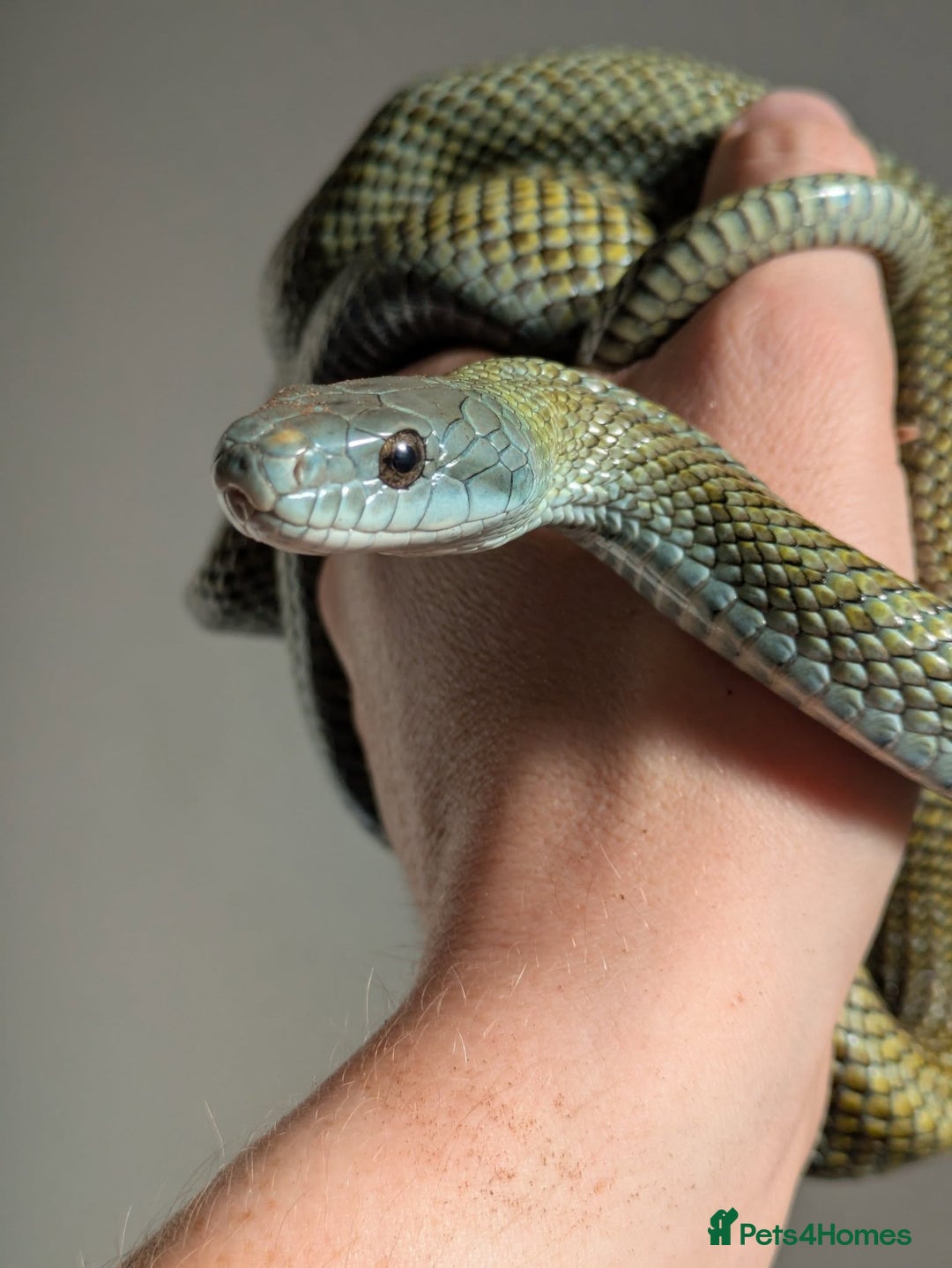 Rat Snake reptiles for sale: RARE baby captive bred japanese rat snake - Image 3