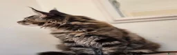 Maine Coon cats for sale: Maine coon kittens - Advert 8