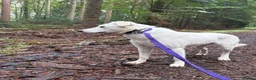 Mixed Breed dogs for adoption: Lulu - Norwich Norfolk  - Advert 6