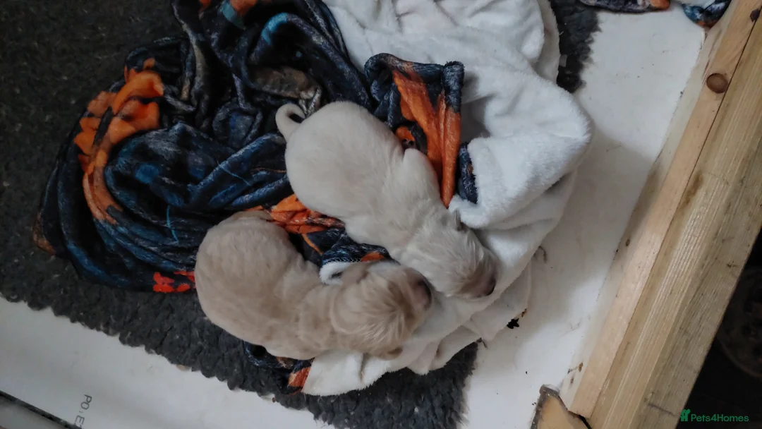 Golden Retriever dogs for sale: Golden retriever puppies  - Advert 3