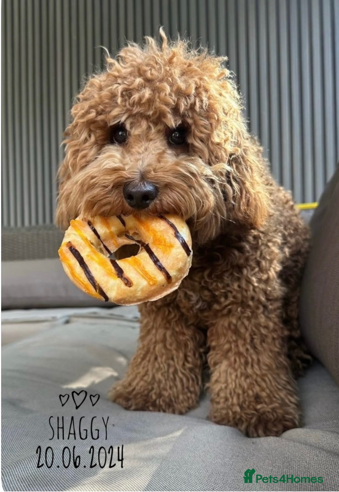 Cockapoo dogs Cockapoo male for stud - Advert 15