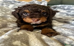 Cavapoo dogs for sale: Beautiful F1b cavapoo puppies - Image 11