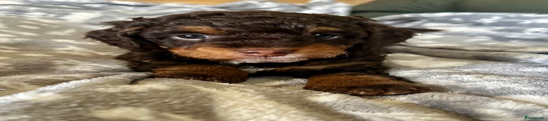 Cavapoo Puppy 3