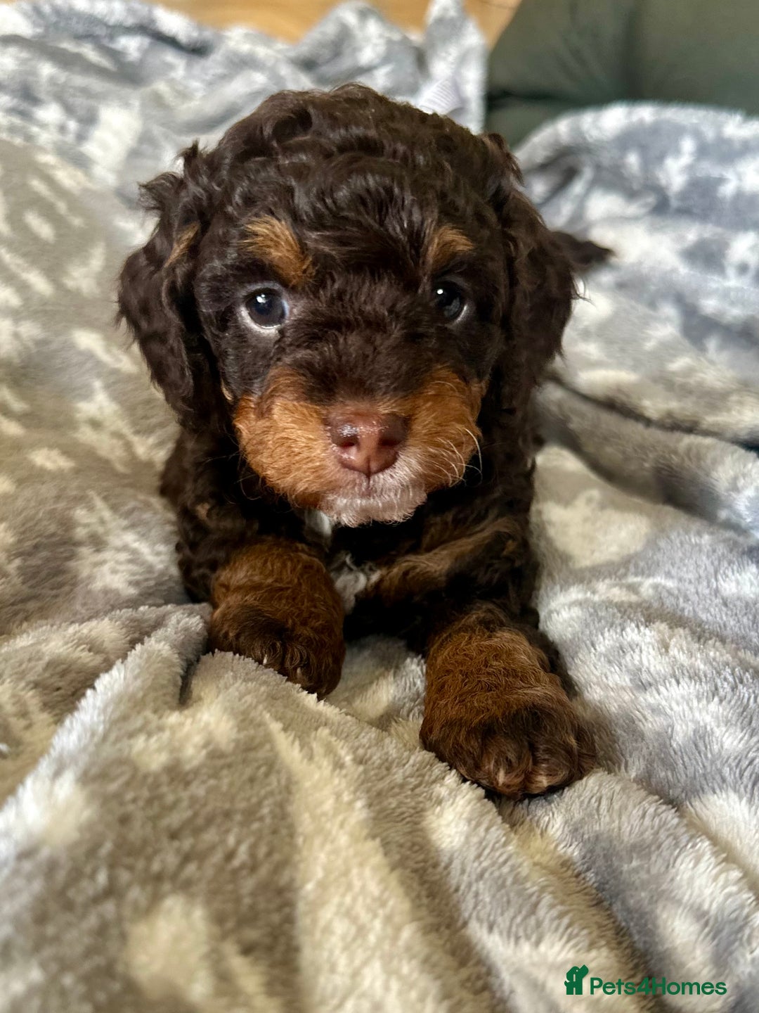 Cavapoo dogs for sale: Beautiful F1b cavapoo puppies - Image 11