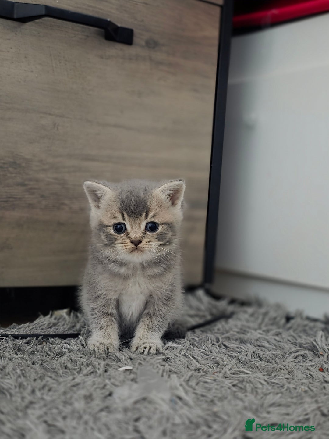 British Shorthair cats for sale: British shorthair  - Advert 11