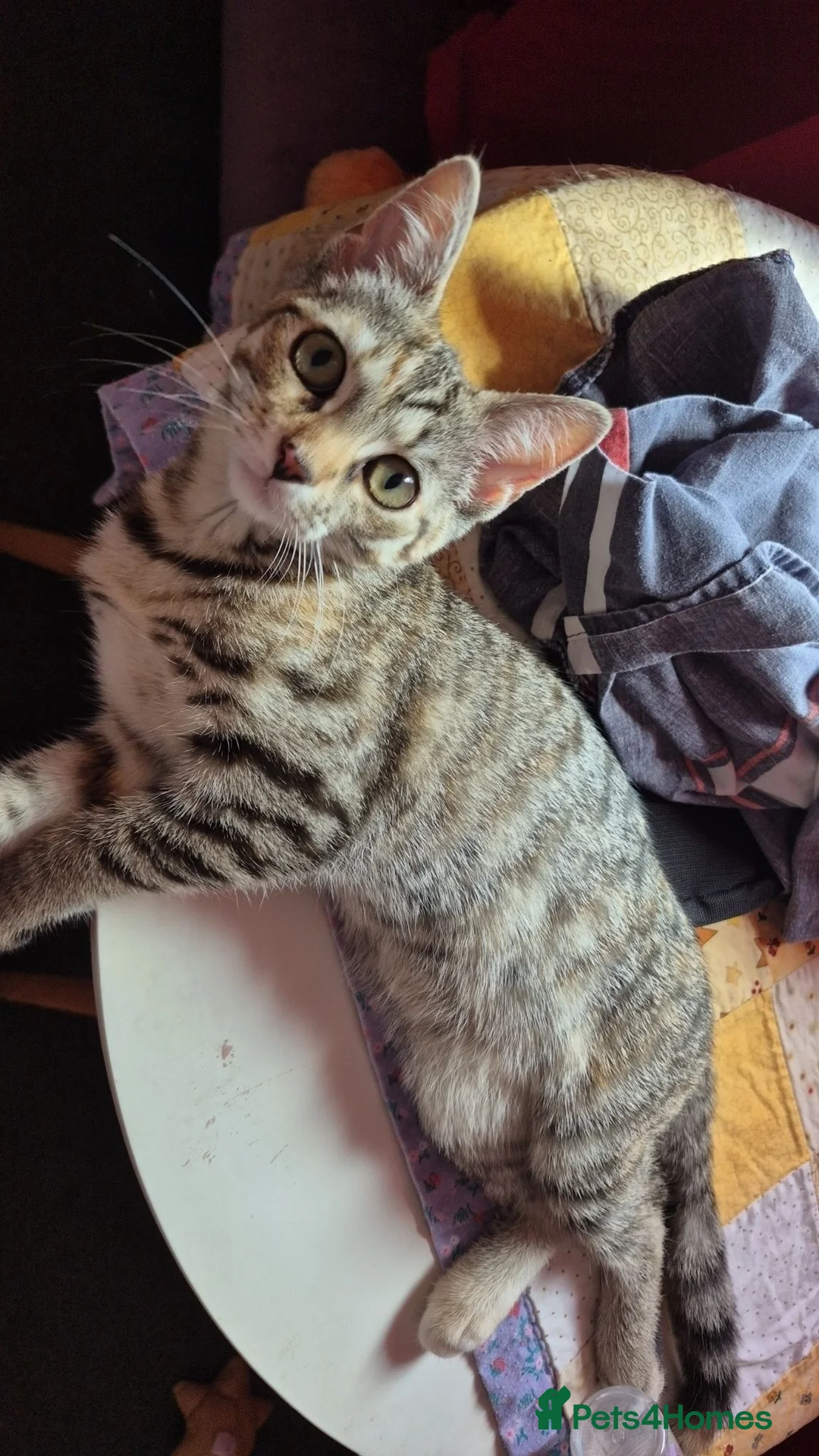 Mixed Breed cats for sale: Female kitten  - Advert 2
