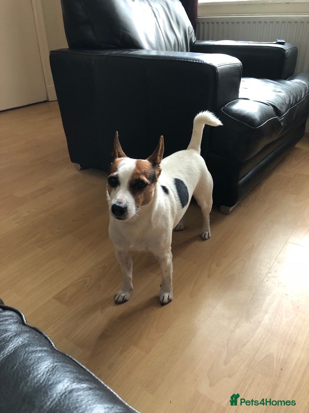 Jack Russell dogs for sale: Healthy Jack Russell For Sale - Image 2