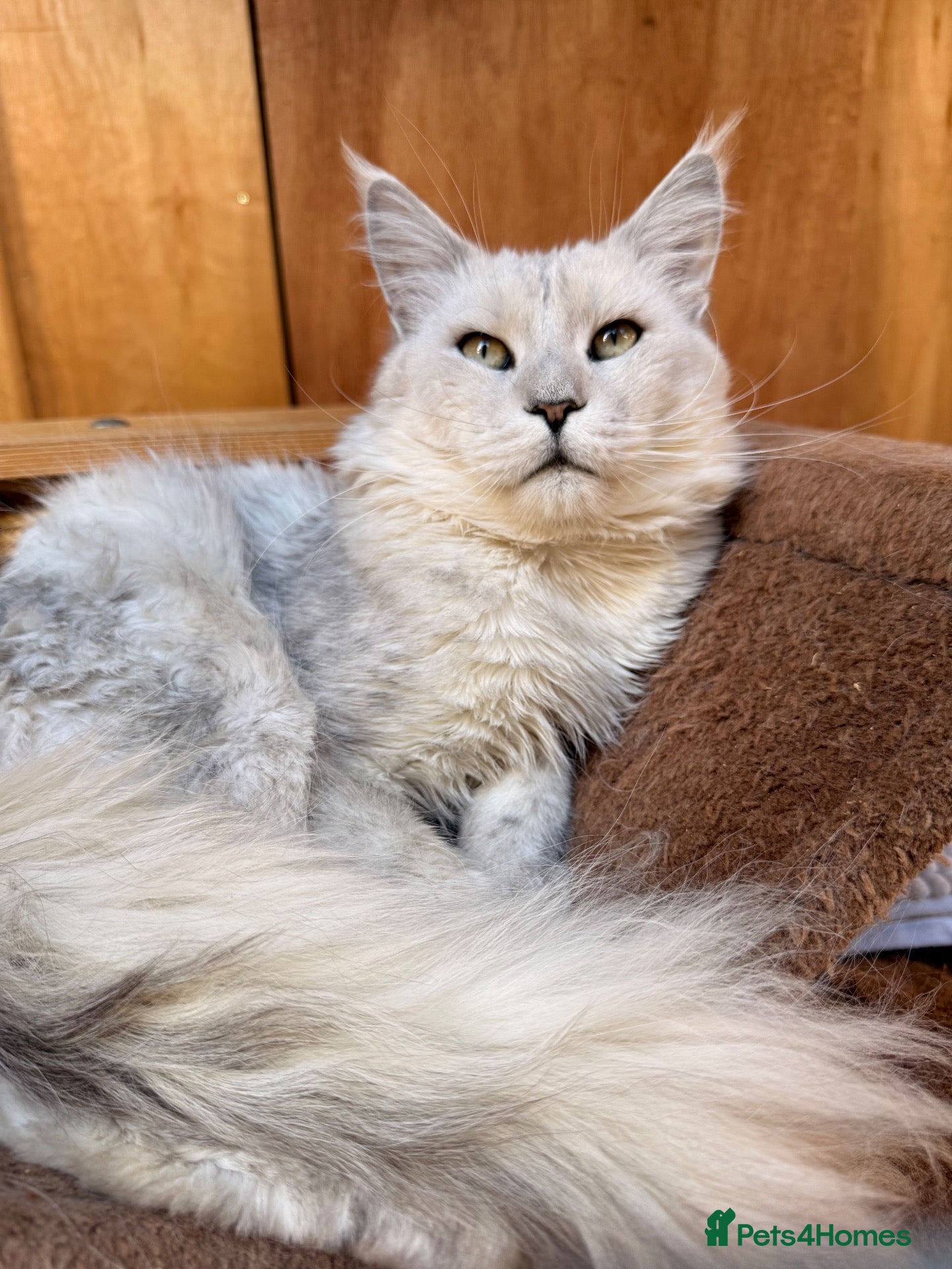 Maine Coon cats Huge black silver shaded stud boy 🤍🖤 - Advert 15